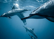 bob半岛体育：在海风中把运动变成生活的艺术